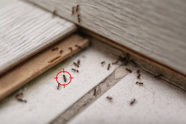 Best Wasp Removal Services  in Cao, ND